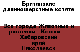 Британские длинношерстные котята - Все города Животные и растения » Кошки   . Хабаровский край,Николаевск-на-Амуре г.